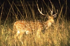 Spotted deer stag