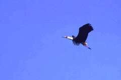 White-necked stork