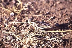 Locust, hardly visible in dry grass