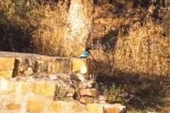 Kingfisher Bharatpur