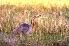 Snakebird, Bharatpur