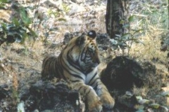 mother-tiger-bandhavgarh