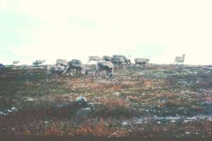 reindeer-finnmark