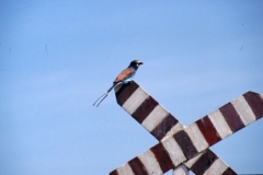 roller-ethiopia
