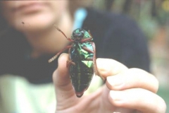 scarab-beetle