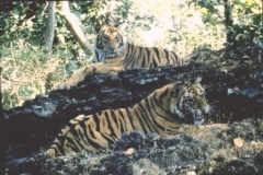 subadult-male-tigers