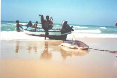 hauling-in-shark-Husn-el-Gharb