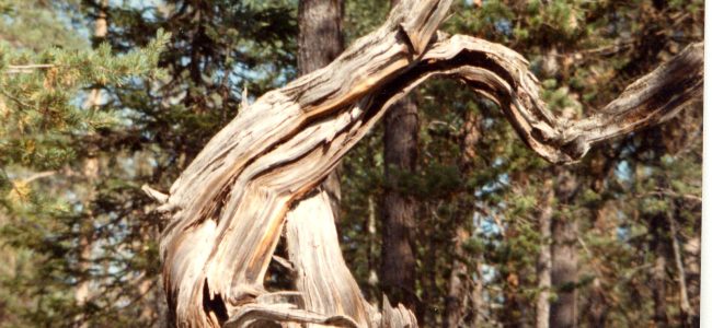 Forest Arabesque, northern Sweden