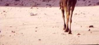 Heading into the wilderness. Central Sahara