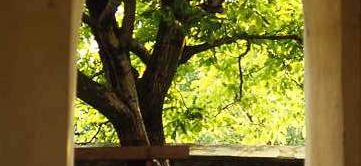 Walnut tree in church yard