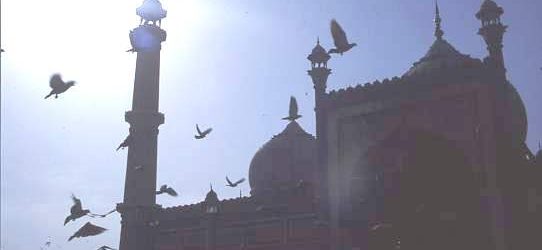 Pigeons aloft, Jami Masjid, Old Delhi A silhouetted view against strong sunlight shows off the domes and minarets
