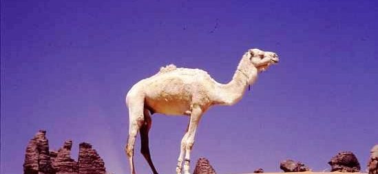 A young white camel stands on a sandy rise among dark rocks in the central sahara