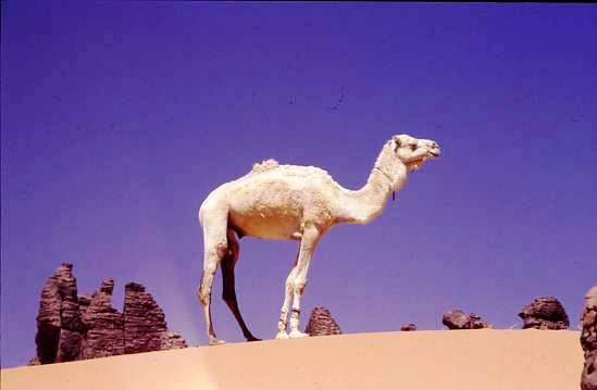 Sahara Central