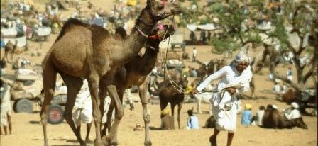 An elderly man in Rajasthani traditional clothes leads a pair of skittish young camels through a festival crowd
