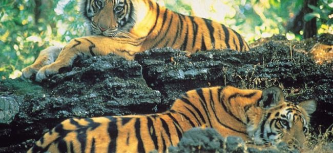 Two young tigers lie head to tail, one above the other on a rock
